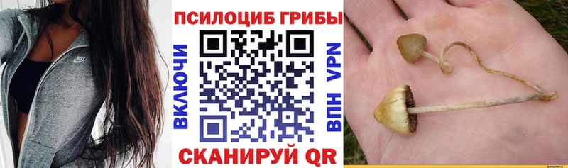 купить  сайты  Камызяк  Псилоцибиновые грибы GOLDEN TEACHER 